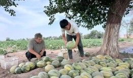 缅北视频每日爆料吃瓜,每日吃瓜爆料，揭秘缅北风云