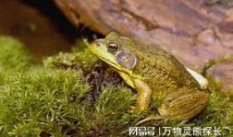 牛蛙爆料五条腿视频,揭秘神秘生物之谜