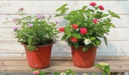 唐山爆料小哥视频最新,现场直击惊人一幕