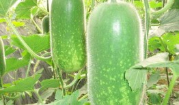 吃瓜网-免费吃瓜官网,免费吃瓜官网带你畅享娱乐盛宴