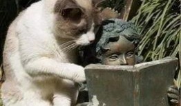 秃崽草神吃瓜视频大全免费观看,免费观看，笑料横生！