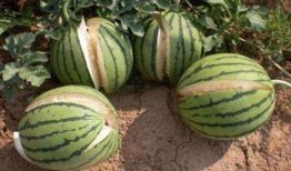 三水区网红吃瓜事件真相,真相大白，网络舆论的反思