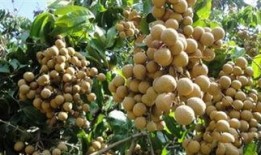 龙眼 在线观看,穿越时空的奇幻之旅在线观看