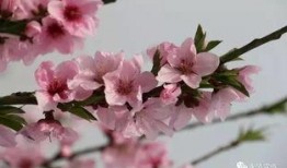 桃花大爆料完整视频大全,揭秘完整视频背后的精彩瞬间