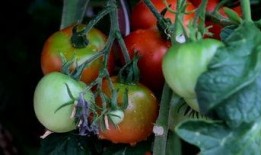 爆料西红柿的视频大全,趣味科普与美食分享