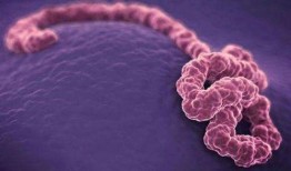 伊波拉病毒 在线观看,在线观看揭示致命疫情真相