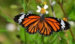 辛巴鹿爆料视频大全最新,揭秘娱乐圈幕后真相