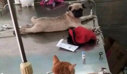 巴哥爆料新世界视频全集,新世界视频全集深度解析