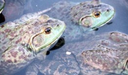 牛蛙爆料五条腿视频,揭秘神秘生物之谜