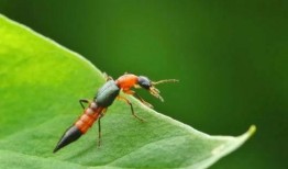 昆虫新皮肤爆料视频大全,炫酷造型尽收眼底