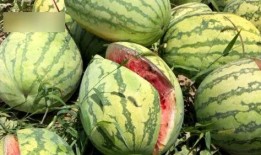 西安瓜最新爆料,揭秘背后惊人真相