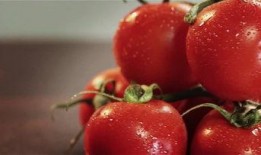 爆料西红柿的视频大全,趣味科普与美食分享