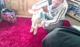 搞笑爆料东北人视频大全,笑料横飞，欢乐无限