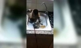 搞笑爆料东北人视频大全,笑料横飞，欢乐无限